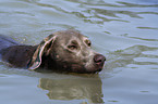 schwimmender Weimaraner