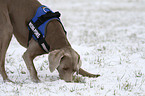 schnuppernder Weimaraner