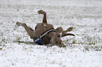 Weimaraner wlzt sich im Schnee