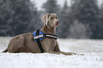 Weimaraner