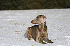 Weimaraner