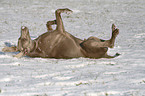 Weimaraner wlzt sich im Schnee