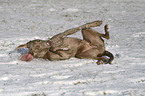 Weimaraner wlzt sich im Schnee