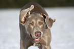 Weimaraner Portrait