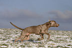 rennender Weimaraner im Schnee