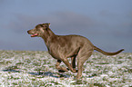 rennender Weimaraner im Schnee