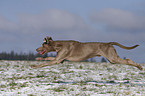 rennender Weimaraner im Schnee