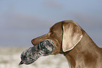 Weimaraner Portrait