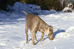 schnuppernder Weimaraner