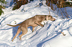 Weimaraner