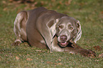 liegender Weimaraner