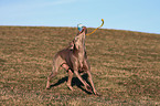 spielender Weimaraner