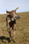 Weimaraner apportiert Dummy