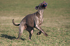 rennender Weimaraner