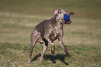 rennender Weimaraner