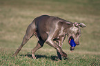 rennender Weimaraner