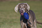 Weimaraner Portrait