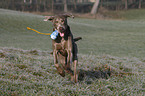 spielender Weimaraner