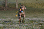 spielender Weimaraner