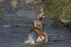 spieledner Weimaraner