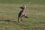 spielender Weimaraner