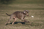 spielender Weimaraner