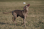 spielender Weimaraner