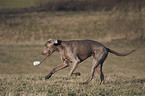 spielender Weimaraner