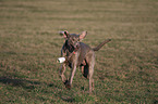 spielender Weimaraner