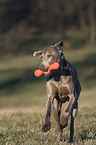 spielender Weimaraner