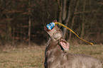 spielender Weimaraner