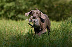 Weimaraner auf Kaninchenjagd