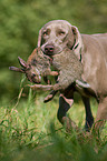 Weimaraner auf Kaninchenjagd