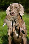 Weimaraner auf Kaninchenjagd