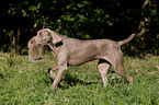 Weimaraner auf Kaninchenjagd