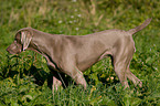 Weimaraner beim Jagdtraining