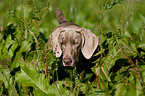 Weimaraner beim Jagdtraining