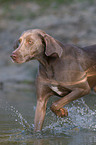 Weimaraner beim Jagdtraining