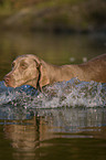 Weimaraner beim Jagdtraining