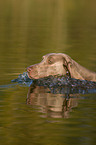 Weimaraner beim Jagdtraining