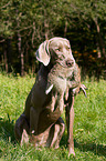 Weimaraner auf Kaninchenjagd