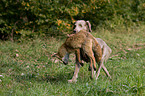 Weimaraner auf Fuchsjagd