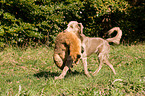 Weimaraner auf Fuchsjagd