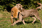 Weimaraner auf Fuchsjagd