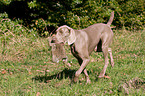 Weimaraner auf Kaninchenjagd