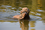 Weimaraner auf Entenjagd