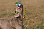 Weimaraner Portrait