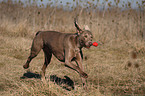 rennender Weimaraner