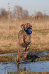 rennender Weimaraner