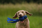 Weimaraner Portrait